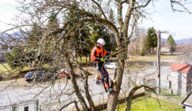 How to Keep Your Property Safe from Fallen and Unstable Trees