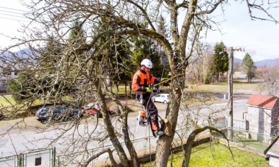 How to Keep Your Property Safe from Fallen and Unstable Trees
