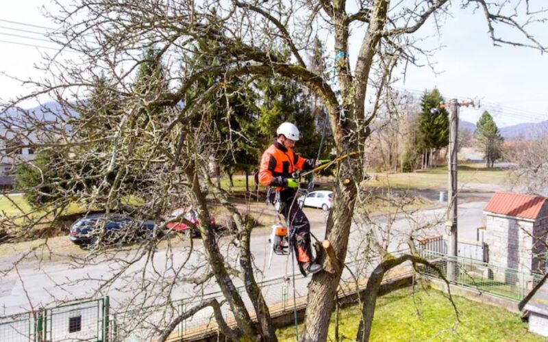 How to Keep Your Property Safe from Fallen and Unstable Trees
