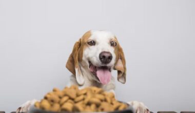 Managing Pet Food Allergies