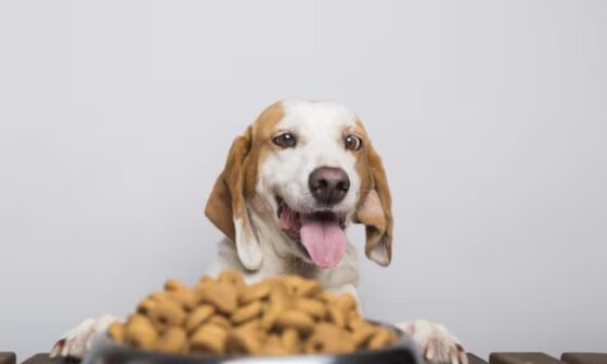 Managing Pet Food Allergies