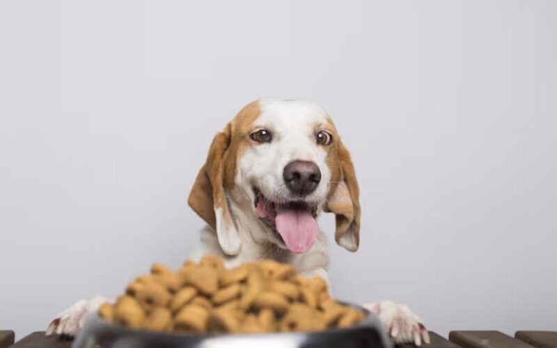 Managing Pet Food Allergies