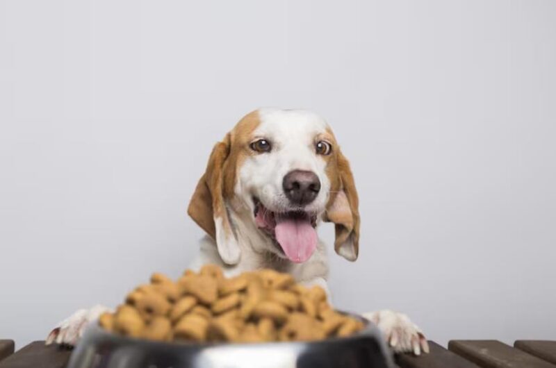 Managing Pet Food Allergies