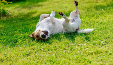 The Chewable Tablet That Tackles Seven Parasites Before Your Dog Even Feels Them