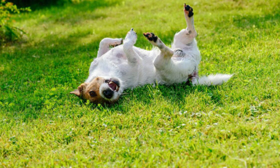 The Chewable Tablet That Tackles Seven Parasites Before Your Dog Even Feels Them
