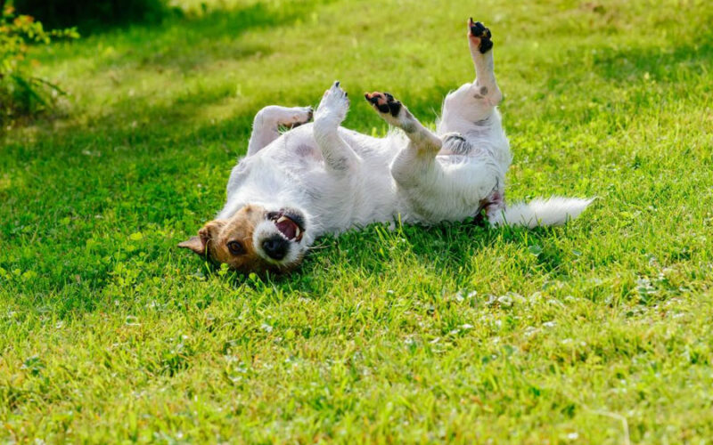 The Chewable Tablet That Tackles Seven Parasites Before Your Dog Even Feels Them
