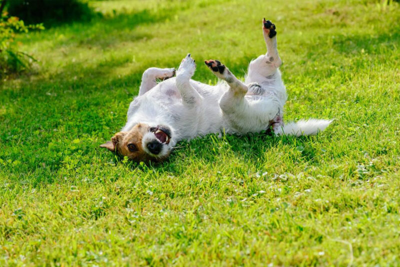 The Chewable Tablet That Tackles Seven Parasites Before Your Dog Even Feels Them