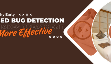 Why Early Bed Bug Detection Makes Treatment More Effective