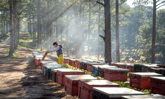 Common Supplies Farmers Need For Raising Bees 1