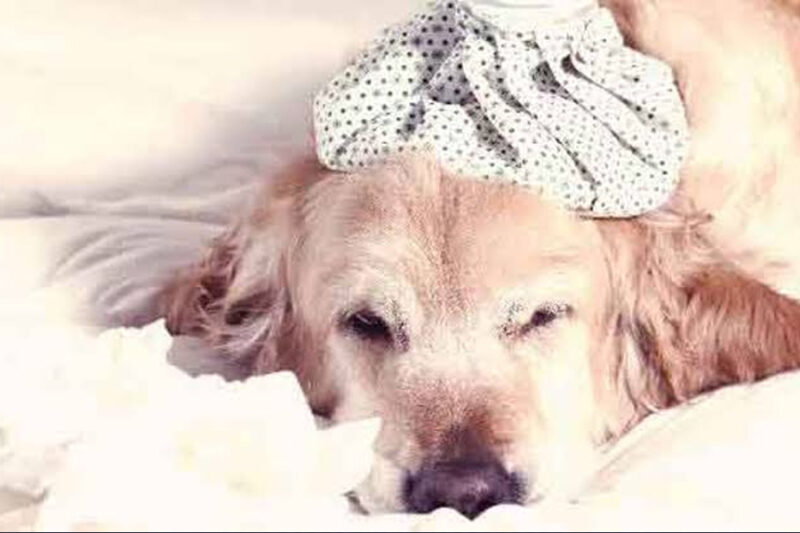 What Does a Good Day Look Like for a Sick Dog