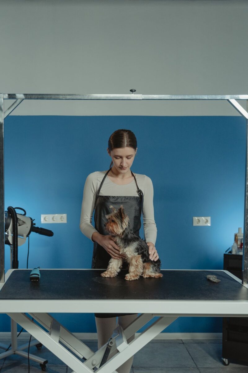 What To Know About Starting A Pet Grooming Business 1